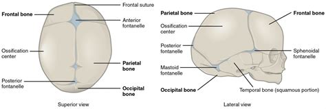 Embryonic Development Of The Axial Skeleton Anatomy And Physiology I