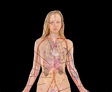 internal body organs anatomy
