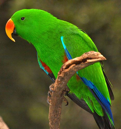 Officially known as a parakeet or budgerigar, this parrot type is small and colorful. Eclectus Parrot | The Life of Animals