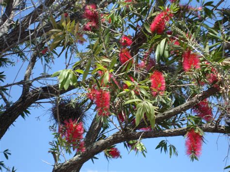Flowering trees in central florida. Around Grandma's Table: Flowering Trees of Ruskin Part 1