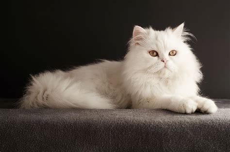 7 Perbedaan Kucing Anggora Dan Persia Yang Mudah Dikenali