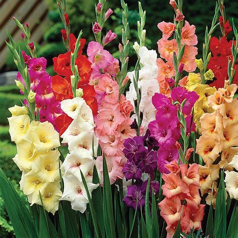Gladiolus Large Flowering Rainbow Mixed Set Of 12 Bulbs 8962138 Hsn