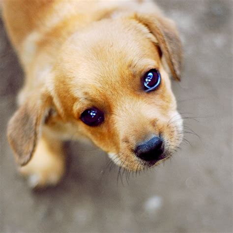 Puppy Eyes By Ciuky On Deviantart