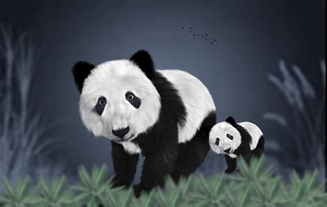 100 Free Panda And Bear Illustrations Pixabay