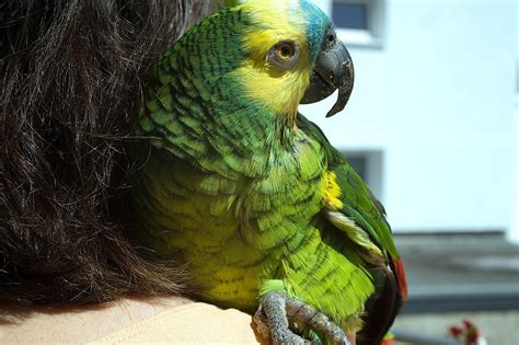 Blue Fronted Amazon Parrots As Pets