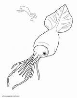 Coloring Animals Sea Squid Printable Colossal Ocean Animal Aquatic Giant sketch template