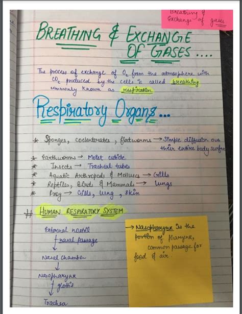 Biology Breathing And Exchange Of Gases Handwritten Notes Pdf Shop