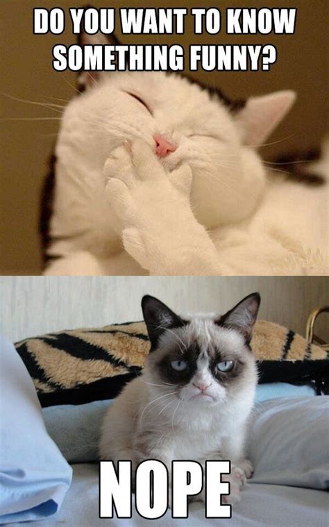 Do You Want To Know Something Funny Nope Tard The Grumpy Cat