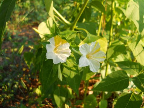 I never knew 4 o'clocks would reseed themselves like daisies. Mirabilis jalapa | Wiki | Everipedia