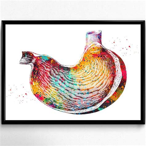Gross anatomy the thoracic esophagus enters into the abdomen through the esophageal hiatus of bowel tumors small nodular drawings as well as thickening and widening of the bronchial. The Stomach, the human stomach poster, medical art ...