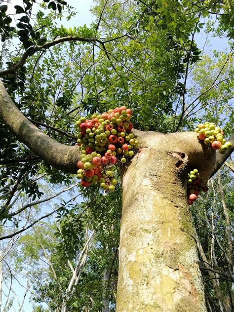 The Forest Tree With Its Fruits At Botanical Garden Putrajaya Malaysia