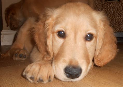 Our puppies are socialized from birth to be gentle and safe for their new families, as well as in service and therapy work environments. Stunning F1b Goldendoodle Puppy *REDUCED* | Wolverhampton ...