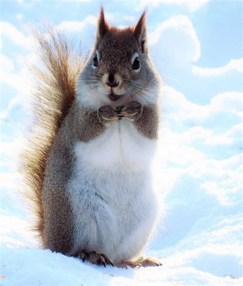 Happy Little Squirrel Photograph By Lori Frisch Fine Art America