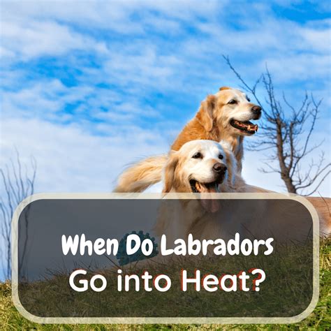 Labrador Heat Cycle The Complete Guide Labrajoy