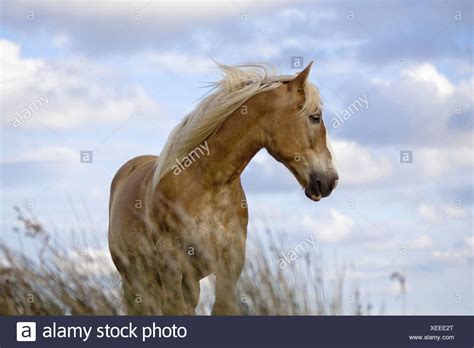 draft horse high resolution stock photography  images alamy