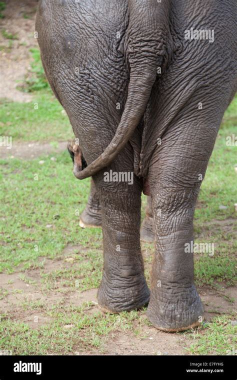 Body Parts Elephant Hi Res Stock Photography And Images Alamy