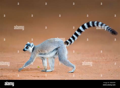 Ring Tailed Lemur Lemur Catta Madagascar Stock Photo Alamy