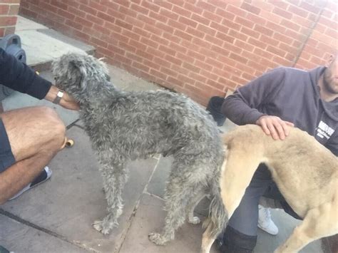 Bedlington Greyhound Lurcher Pups In Bishop Auckland County Durham