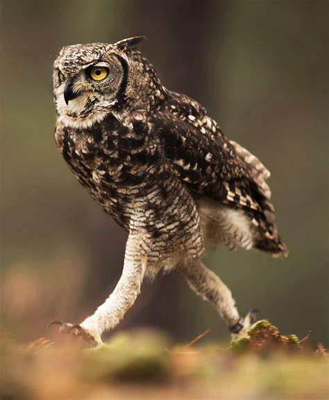 The Actual Length Of Owl Legs Will Never Stop Being Funny