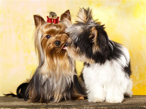 Yorkie And Morkie About Morkies