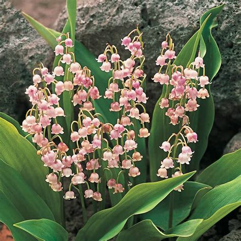 Pink Lily Of The Valley Ground Cover Spring Hill Nurseries