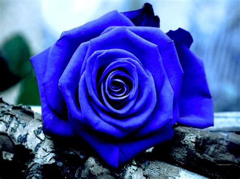 Love Blue Roses Images Crazyandrina