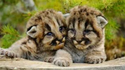 Baby Puma Cubs At A German Zoo Youtube