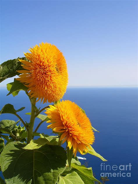 Sunflower With The Sea In Background Photograph By Manuel Fernandes