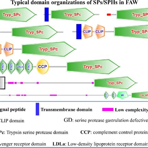 Domain Organizations Of SPs And SPHs In FAW We Predicted The Conserved