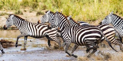 Mountain zebras are commonly found in the south africa and namibia. Zebras | Uganda Wildlife Species | Wildlife Species in Uganda