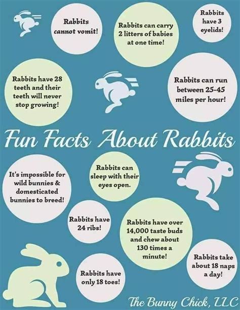 Fun Rabbit Facts Wild Bunny Pet Bunny Rabbits Rabbit Facts