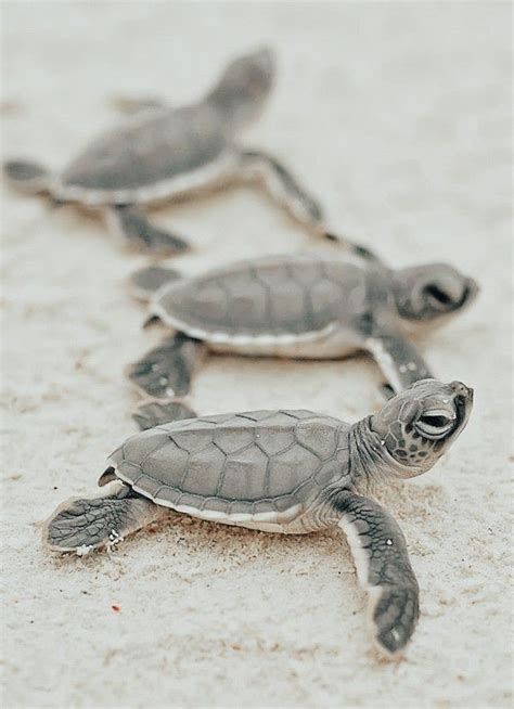 Best Places To See Sea Turtle Hatchlings Artofit