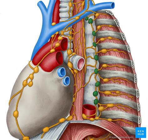 Lymph Nodes Anatomy Histology And Clinical Importance Kenhub