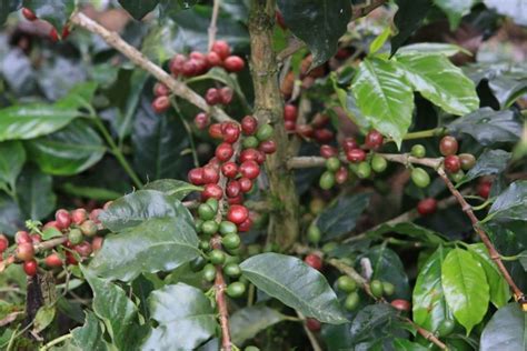 Coffee Production In Guatemala