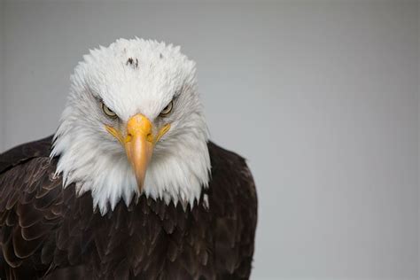 Hd Wallpaper Closeup Photography Of Bald Eagle Adler White Head Bird Of Prey Wallpaper Flare