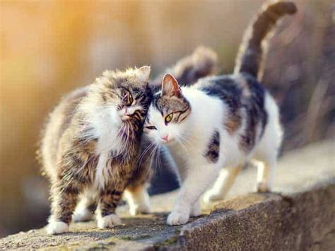 Auch hier gibt es hin und wieder auch frühreife kater und katze, wo die geschlechtsreife früher eintreten kann. 33 HQ Photos Katzen Rollig Ab Wann : Wenn Die Katze Rollig ...