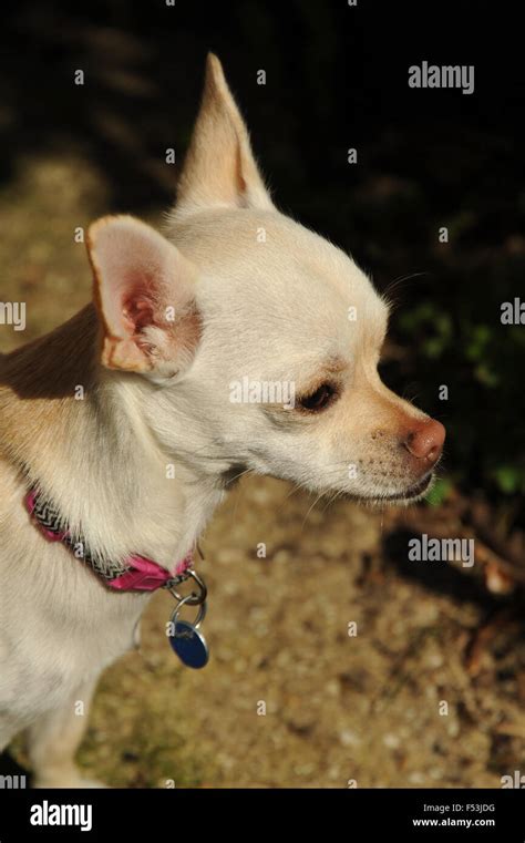 Chihuahua Pet Dog Head Profile Stock Photo Alamy