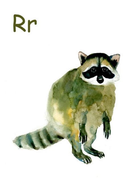 Alphabet Animal R For Raccoon By Dimdimini 5x7 Print