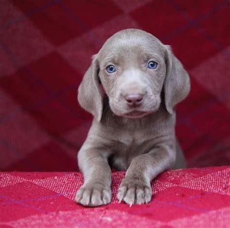 Weimaraner puppies and dogs (weinheimer dogs for our european visitors) are good hunting dogs and can be great family pets. Weimaraner Puppies Bluessilverbluegrey Female Weimaraner ...