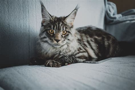 Norwegian Forest Cat Vs Maine Coon How To Choose Between The Two