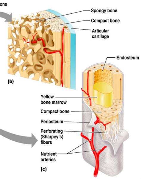 Anatomy Ch 5 Skeletal System Spongy Bonediaphysis Diagram Wise