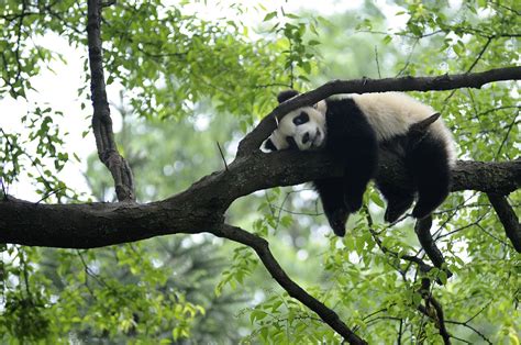 Est100 一些攝影some Photos Giant Panda After An Earthquake Hit Lushan