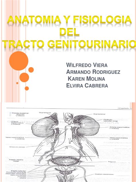 Anatomia Y Fisiologia Del Tracto Genitourinario Final Pdf Riñón Testículo