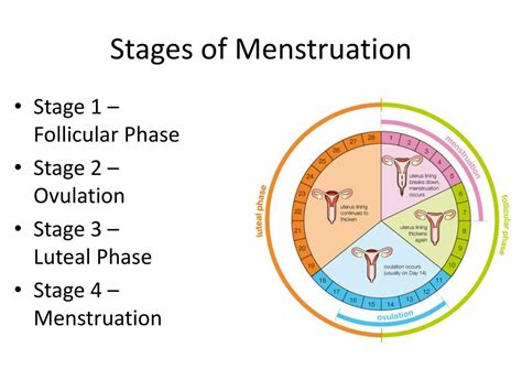 Maybe you would like to learn more about one of these? PPT - Ovulation and Menstruation PowerPoint Presentation, free download - ID:2046126