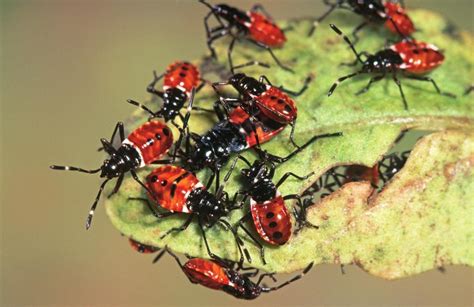 Top 5 Australian Pests To Watch Out For This Summer The Local Brand®