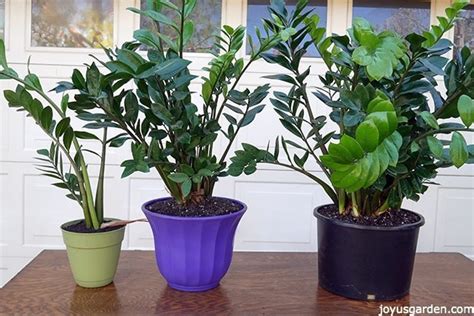 The zz plant is a great plant for people with even the brownest of thumbs due to its unique characteristics. Propagating A ZZ Plant By Division: Getting 3 Plants From 1