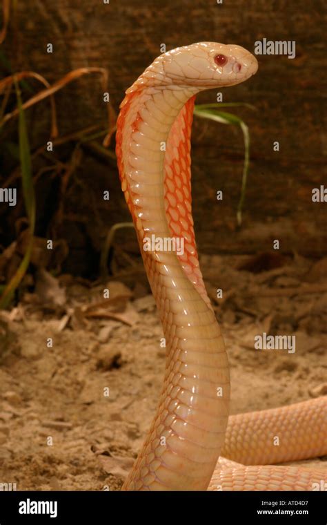 Albino Monocled Cobra Hi Res Stock Photography And Images Alamy