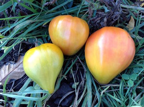 Orange Russian Tomato Organic Restoration Seeds