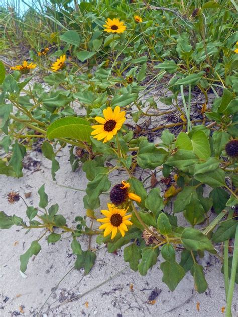 47 Native Plants For Florida Flowers Shrubs And Trees Lawnstarter
