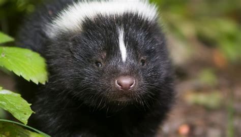 A Cute Baby Skunk Is Released Back Into The Wild Cottage Life